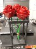 3-Roses.jpg